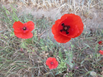 Poppies next to our house6